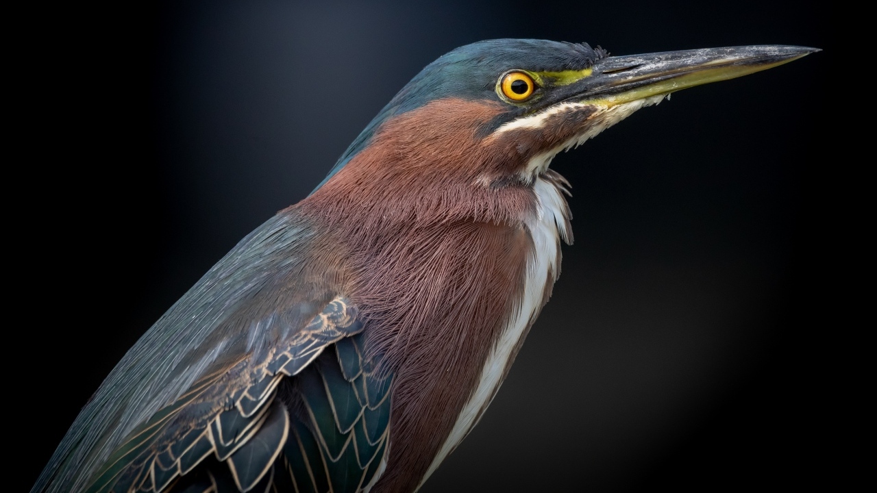 Американская зеленая кваква крупным планом