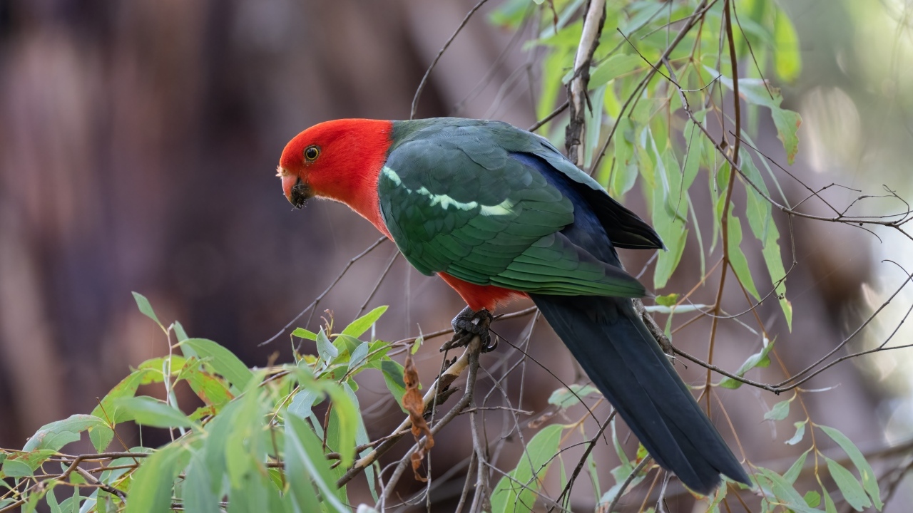 Австралийский королевский попугай на ветке дерева