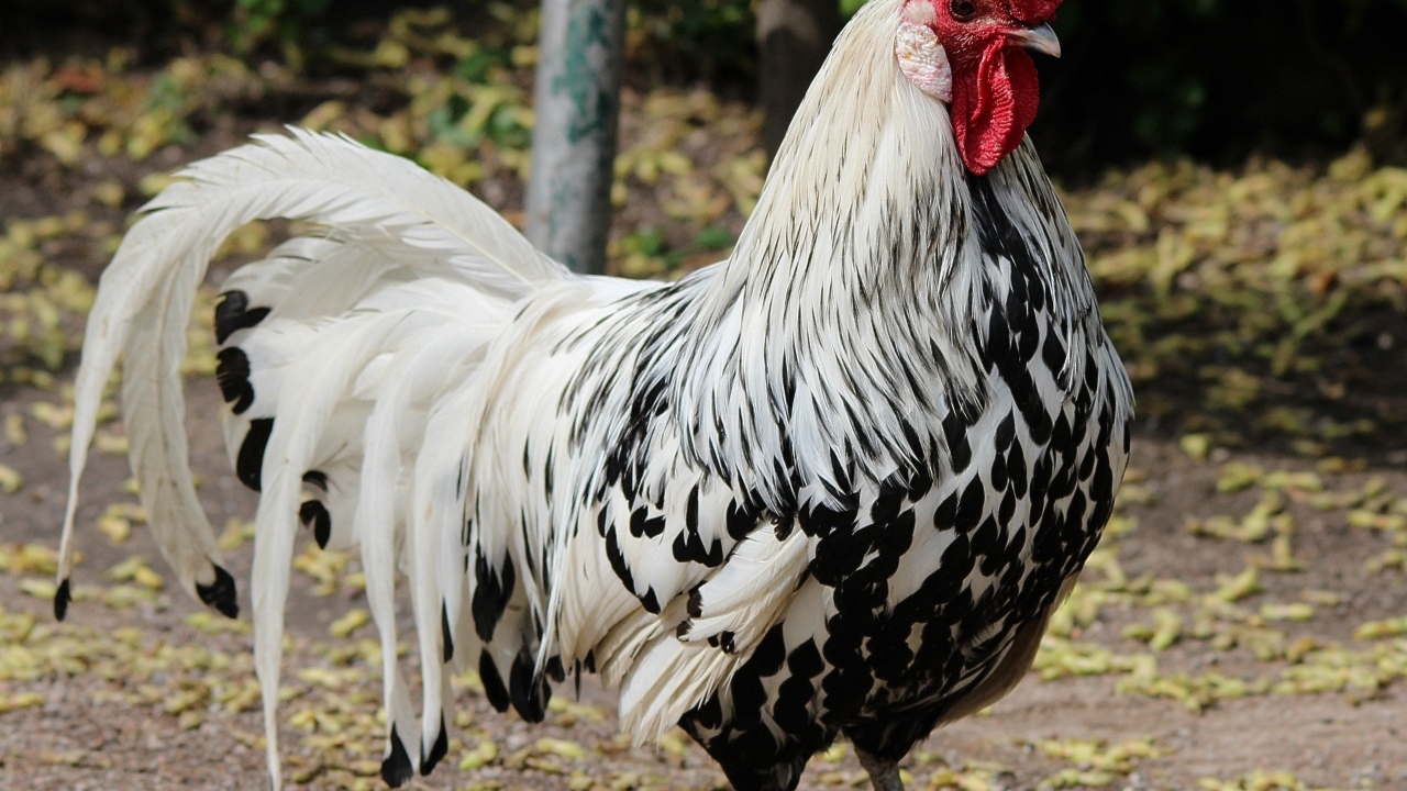 Красивый большой домашний петух