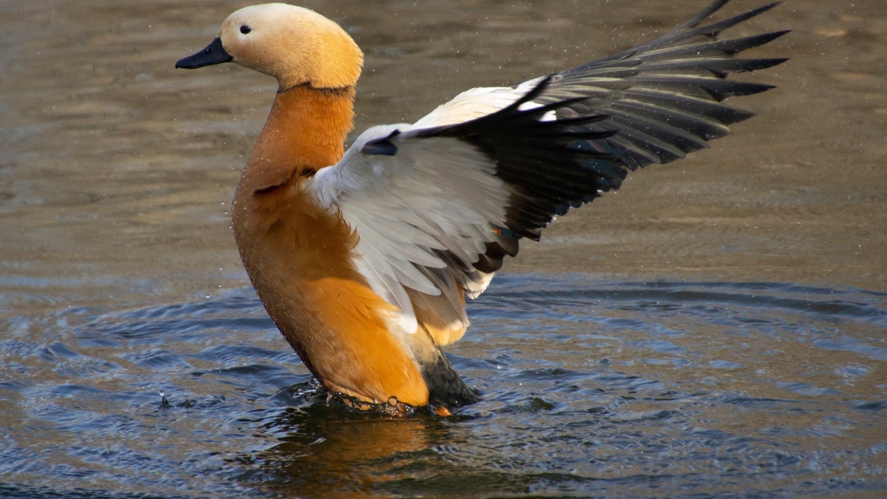 Красивый коричневый гусь в воде