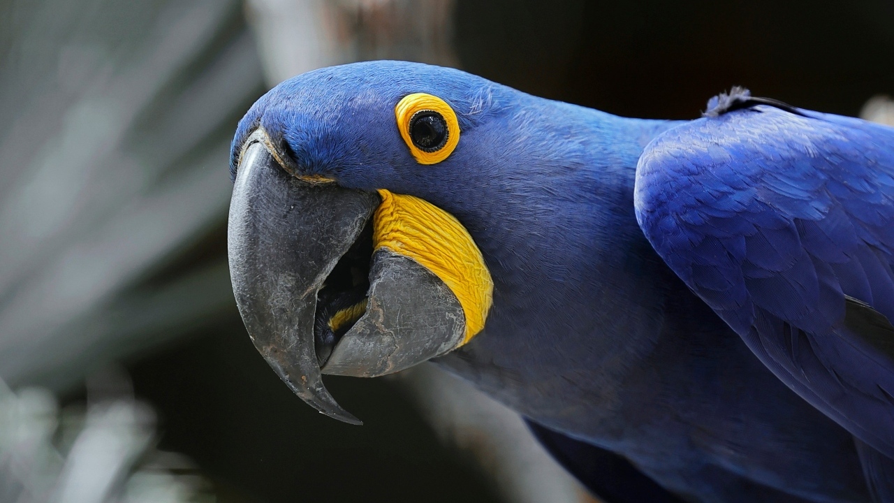 Красивый гиацинтовый ара крупным планом