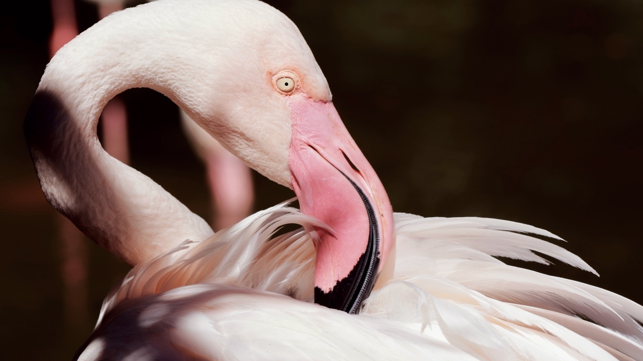 Красивый розовый фламинго крупным планом