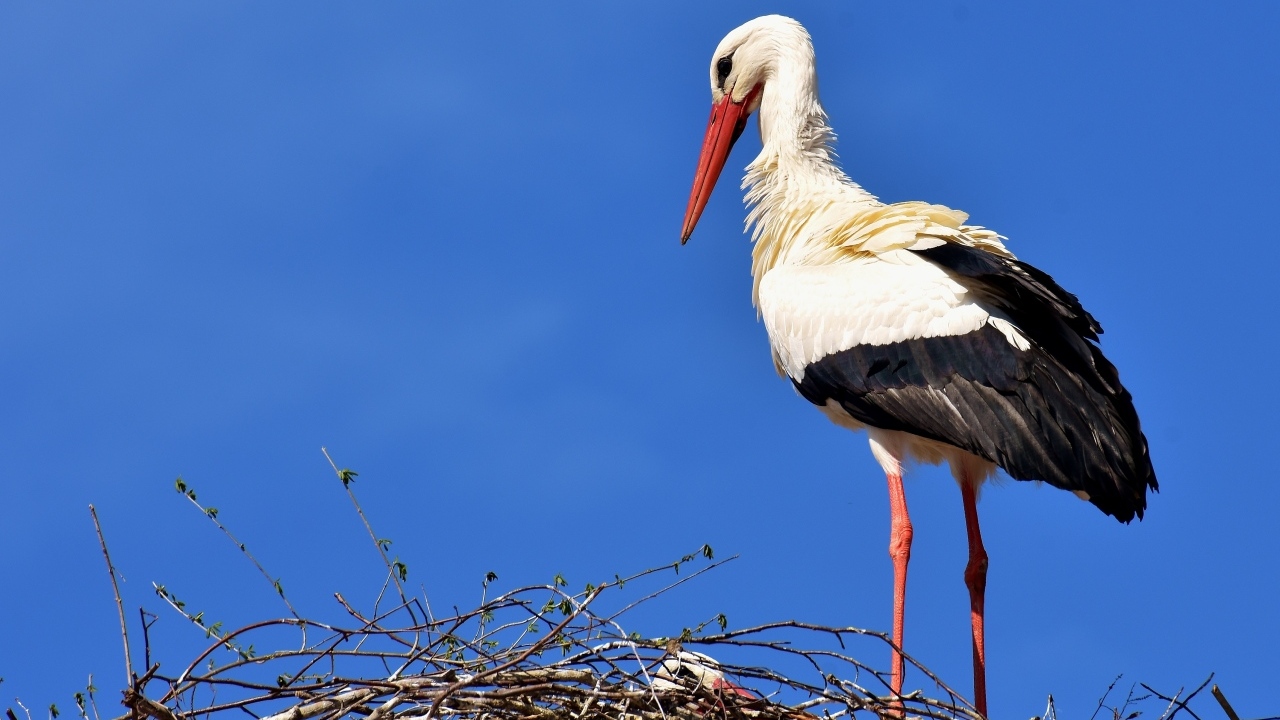 Красивый аист в гнезде на голубом фоне