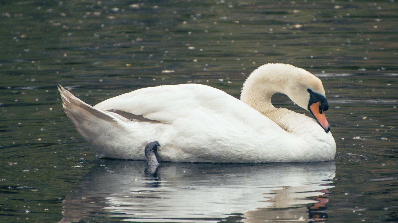 Красивый белый лебедь плавает в воде