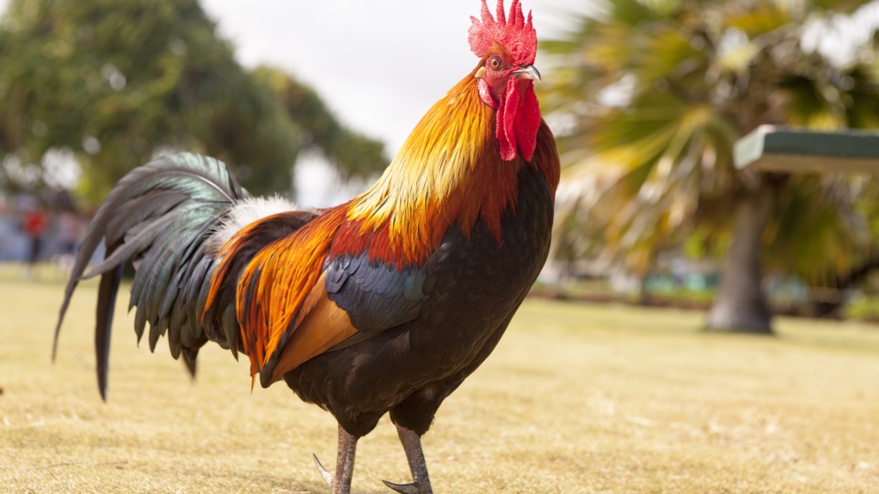 Большой красивый домашний петух