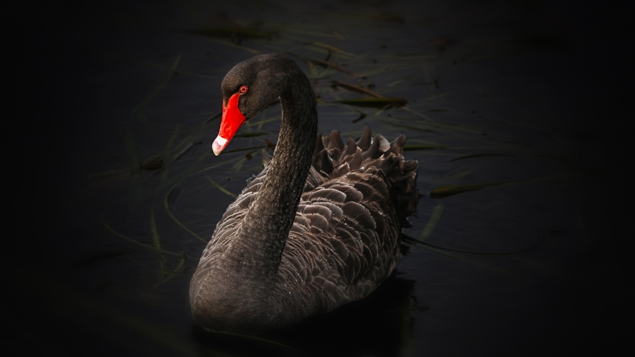 Большой черный лебедь с красным клювом