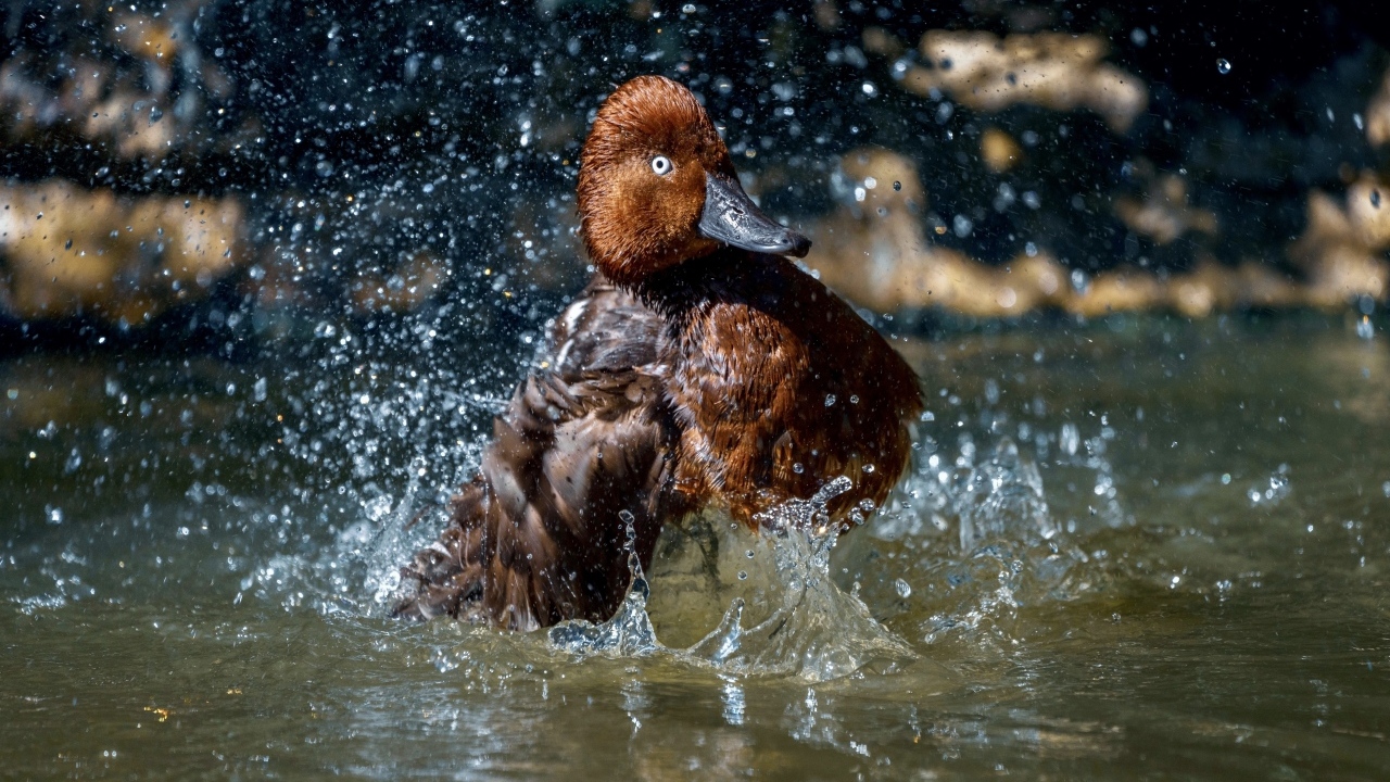 Большая коричневая утка купается в воде