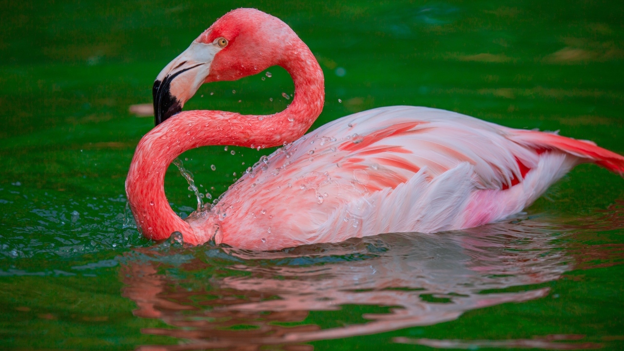 Большой розовый фламинго плавает в воде 