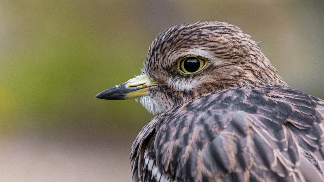 Птица с острым коротким клювом