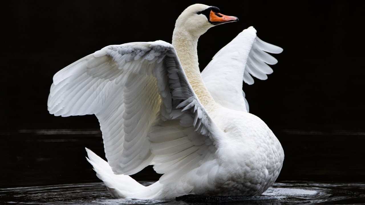 Большой белый лебедь расправил крылья в воде