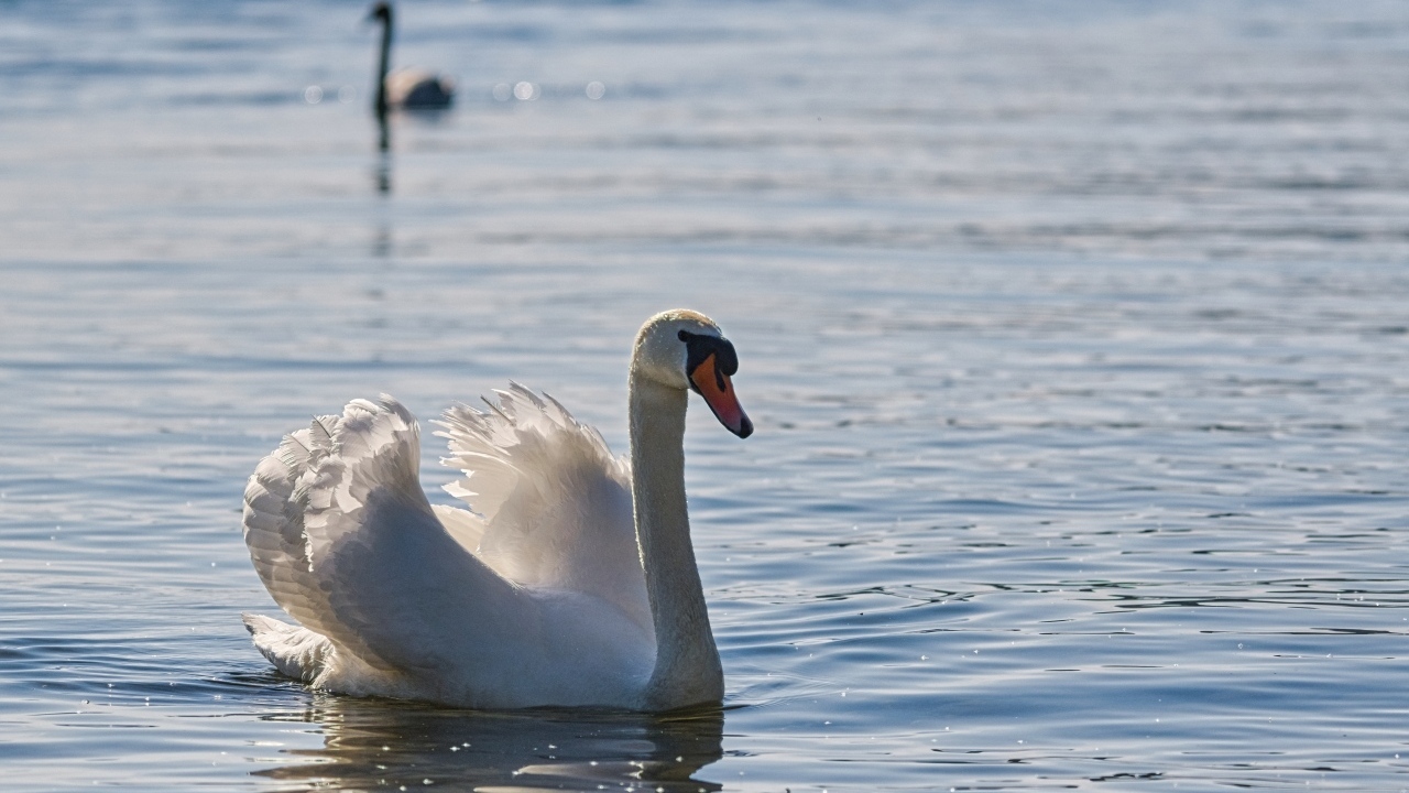 Большой белый лебедь плавает в воде