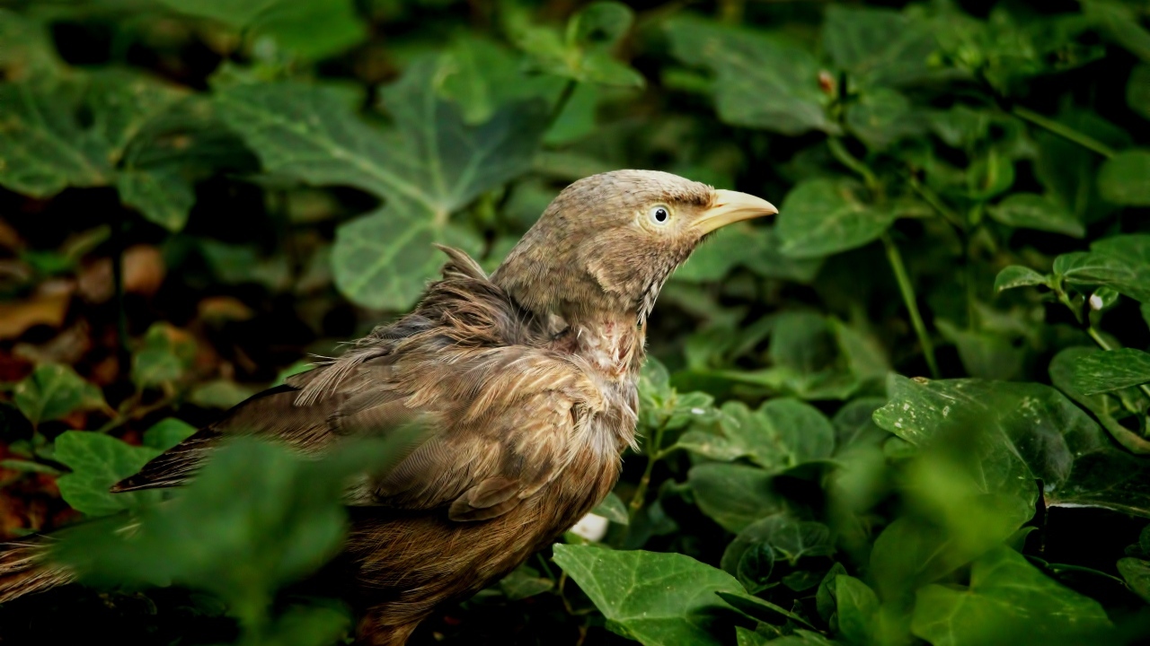Птица прячется в зеленых листьях на земле