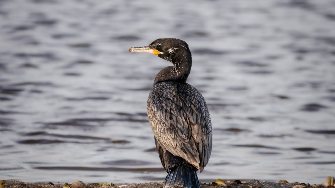 Черный баклан стоит у воды