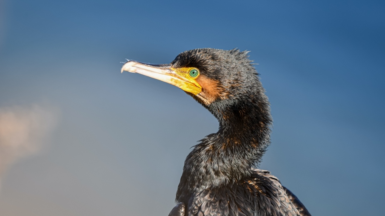 Черный баклан с большим острым клювом