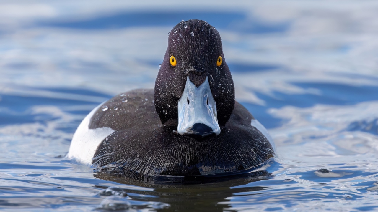 Черная хохлатая утка в воде