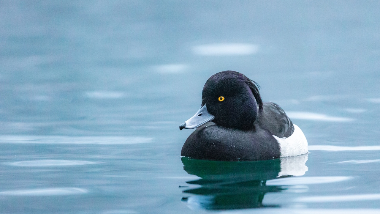 Черная утка плавает в воде