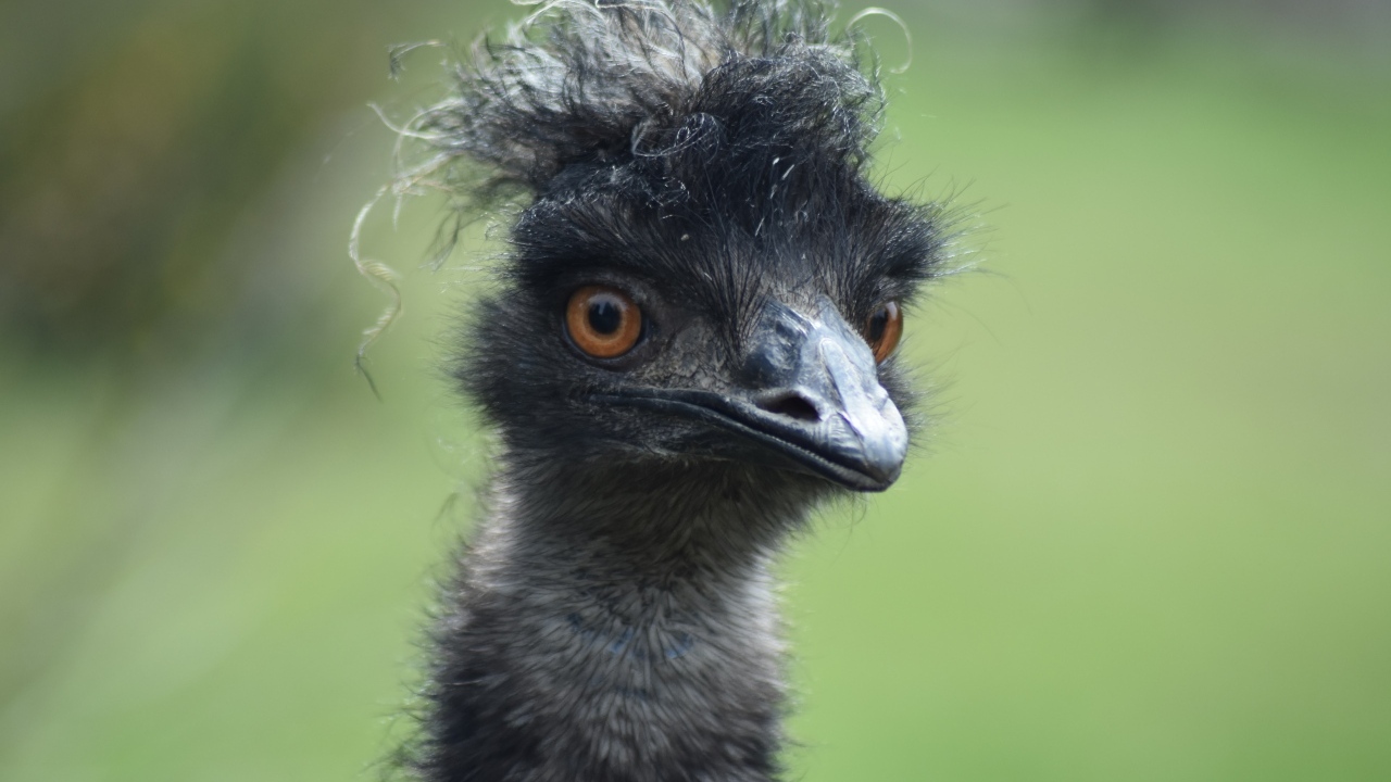 Голова черного страуса эму