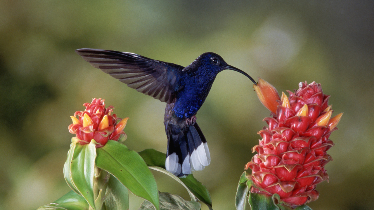 Черная птица колибри над красным цветком