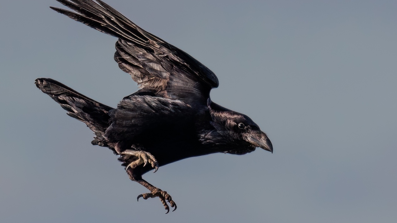 Черный ворон летит в небе