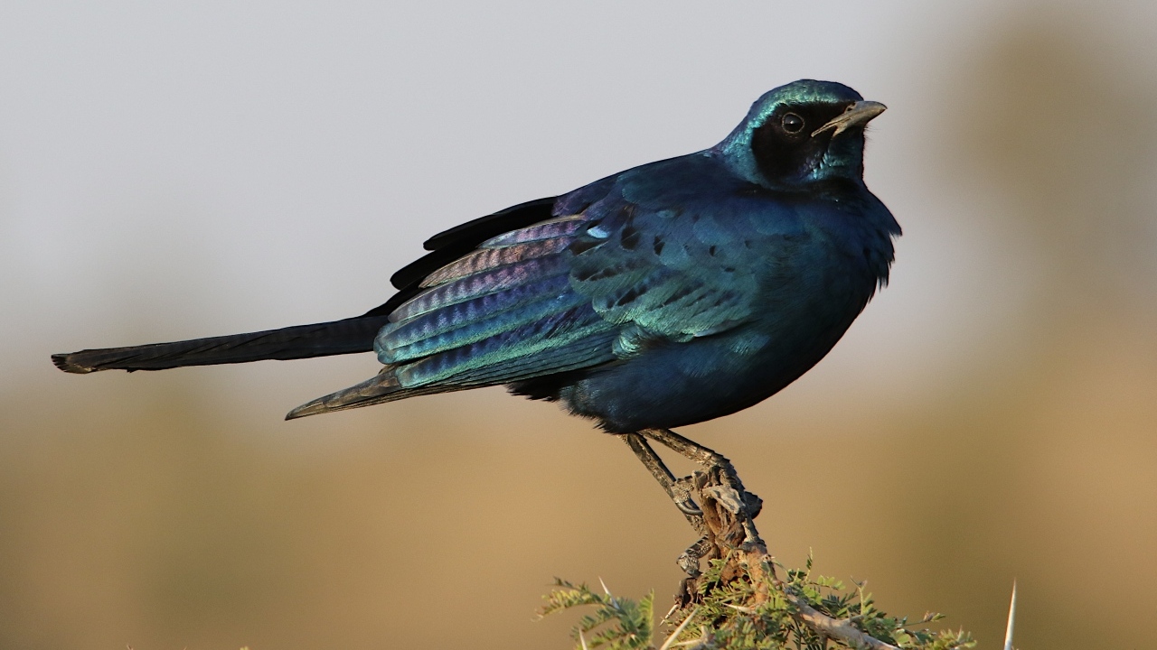 Черный скворец сидит на ветке