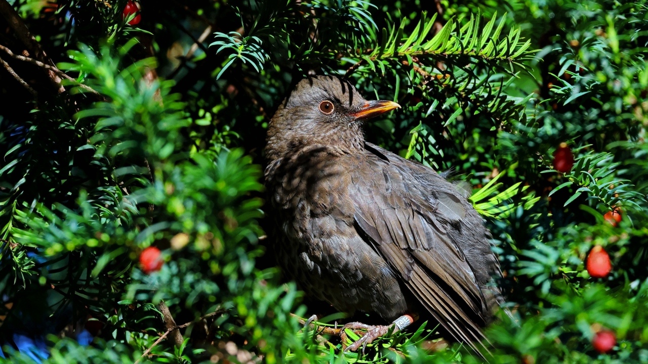 Черный обыкновенный дрозд в ветках