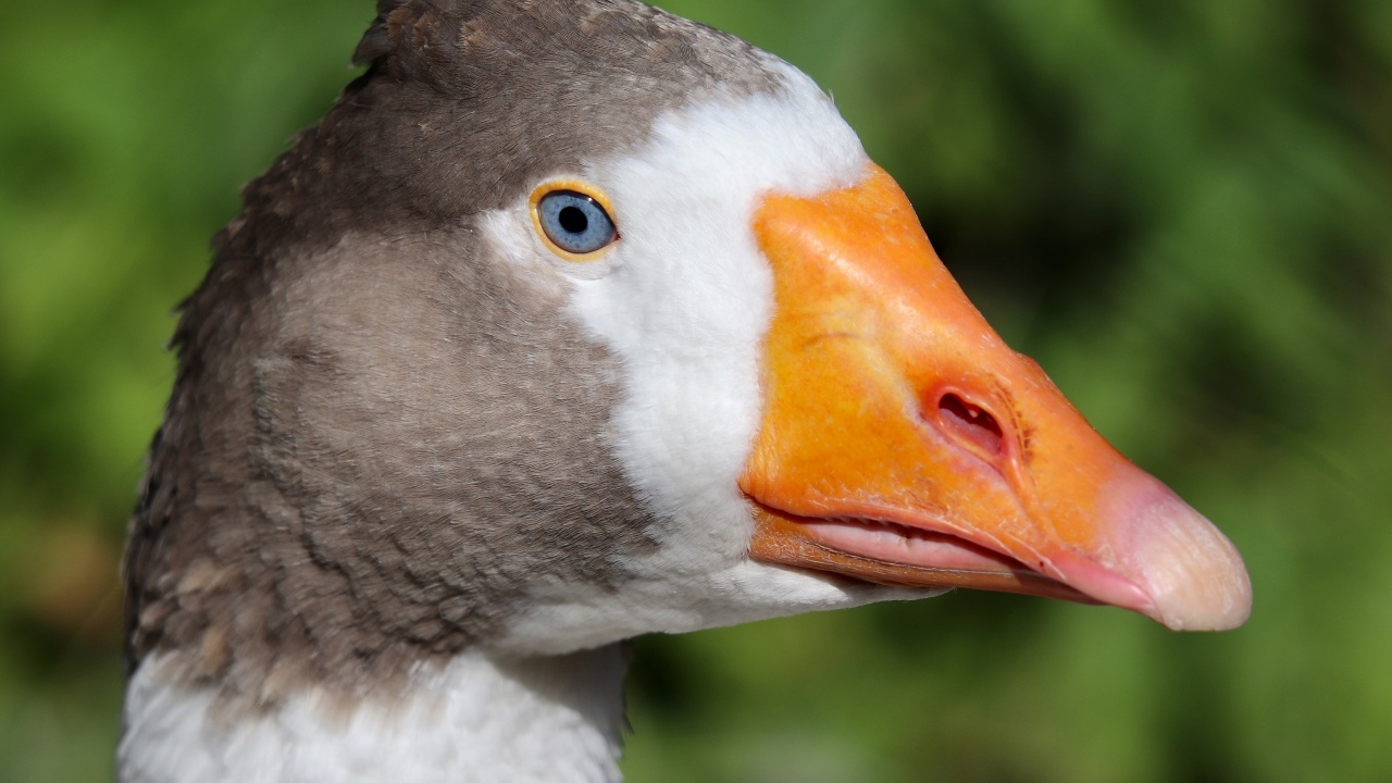 Голубоглазый домашний гусь  с оранжевым клювом