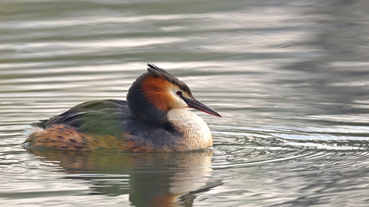 Птица хохлатая поганка в воде