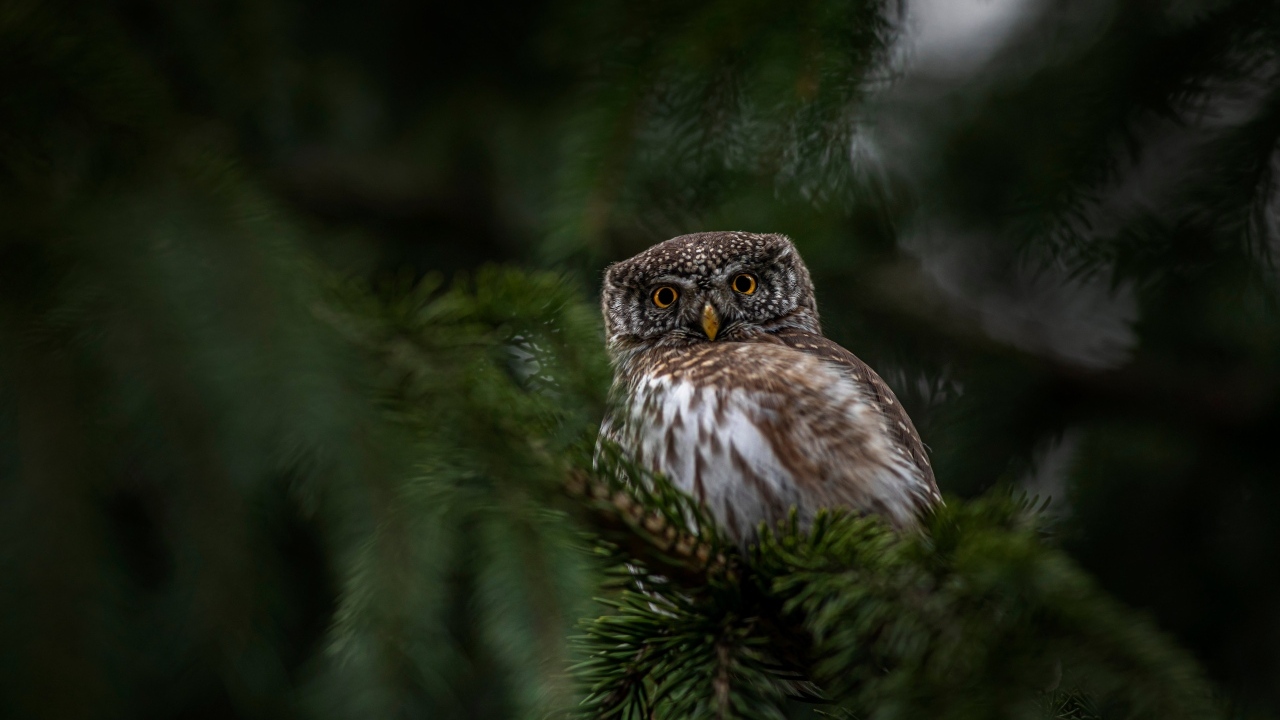 Евразийская карликовая сова сидит на ветке дерева