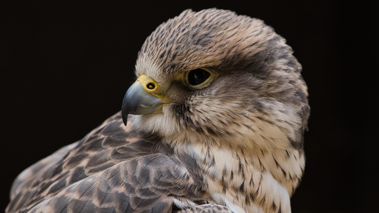Сокол на черном фоне крупным планом