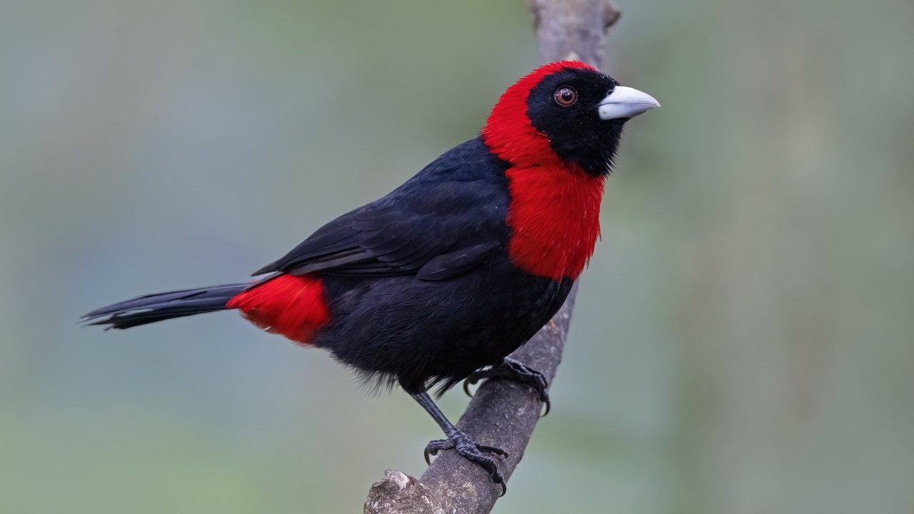 Огненная расписная танагра сидит на ветке дерева