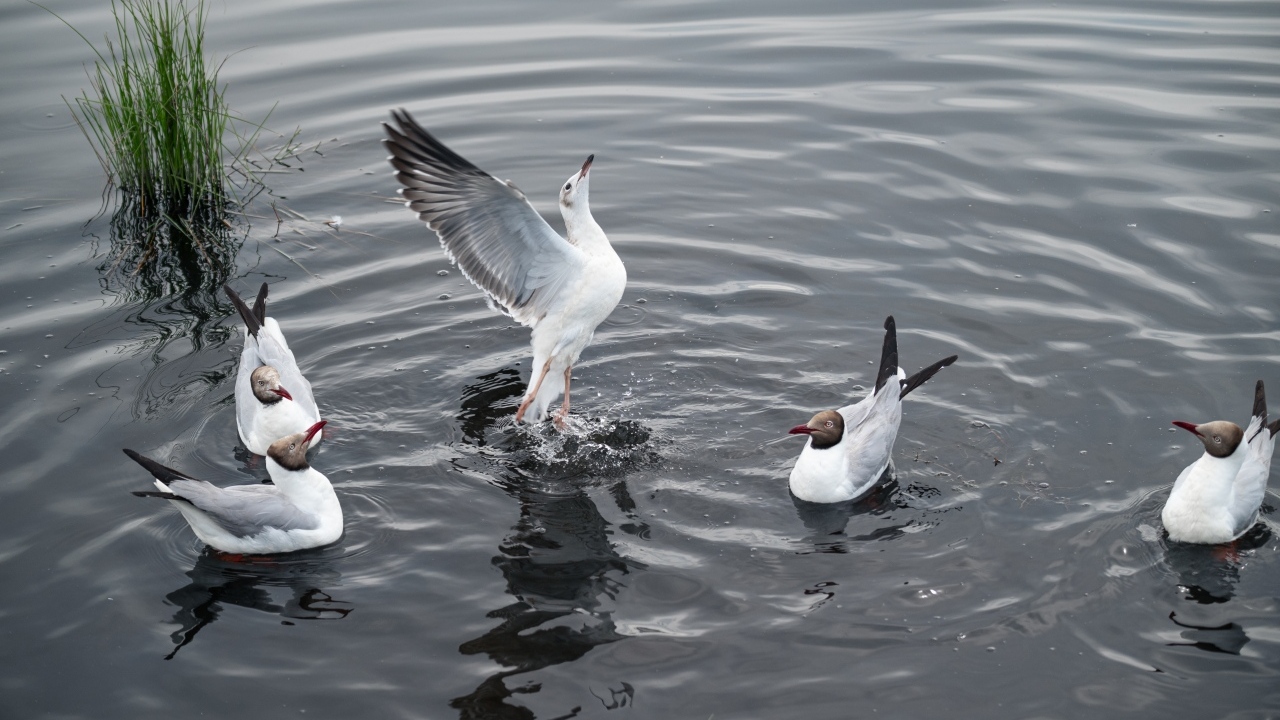 Пять чаек плавают в воде озера