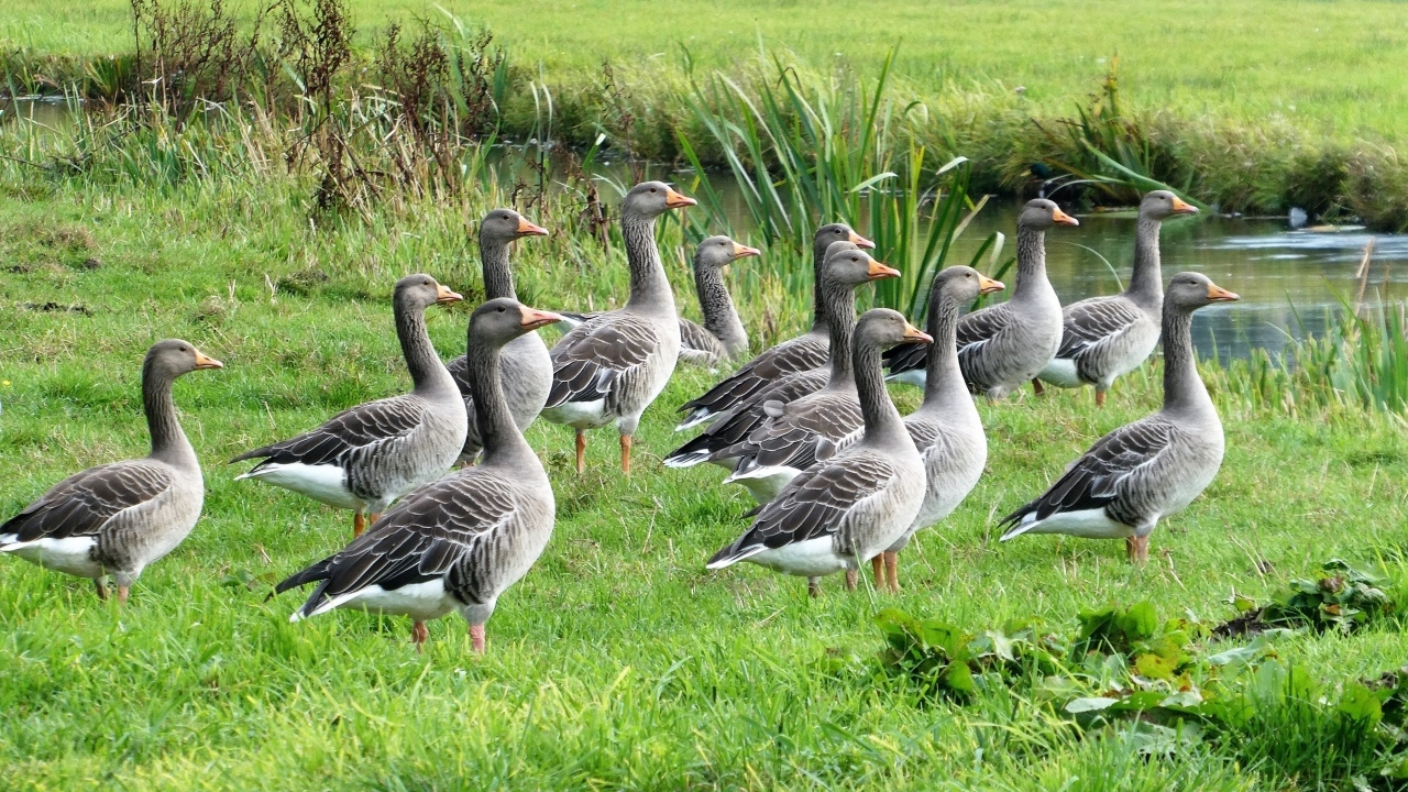 Стая серых гусей у воды