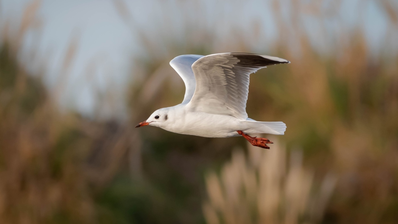 Полет белой чайки в воздухе