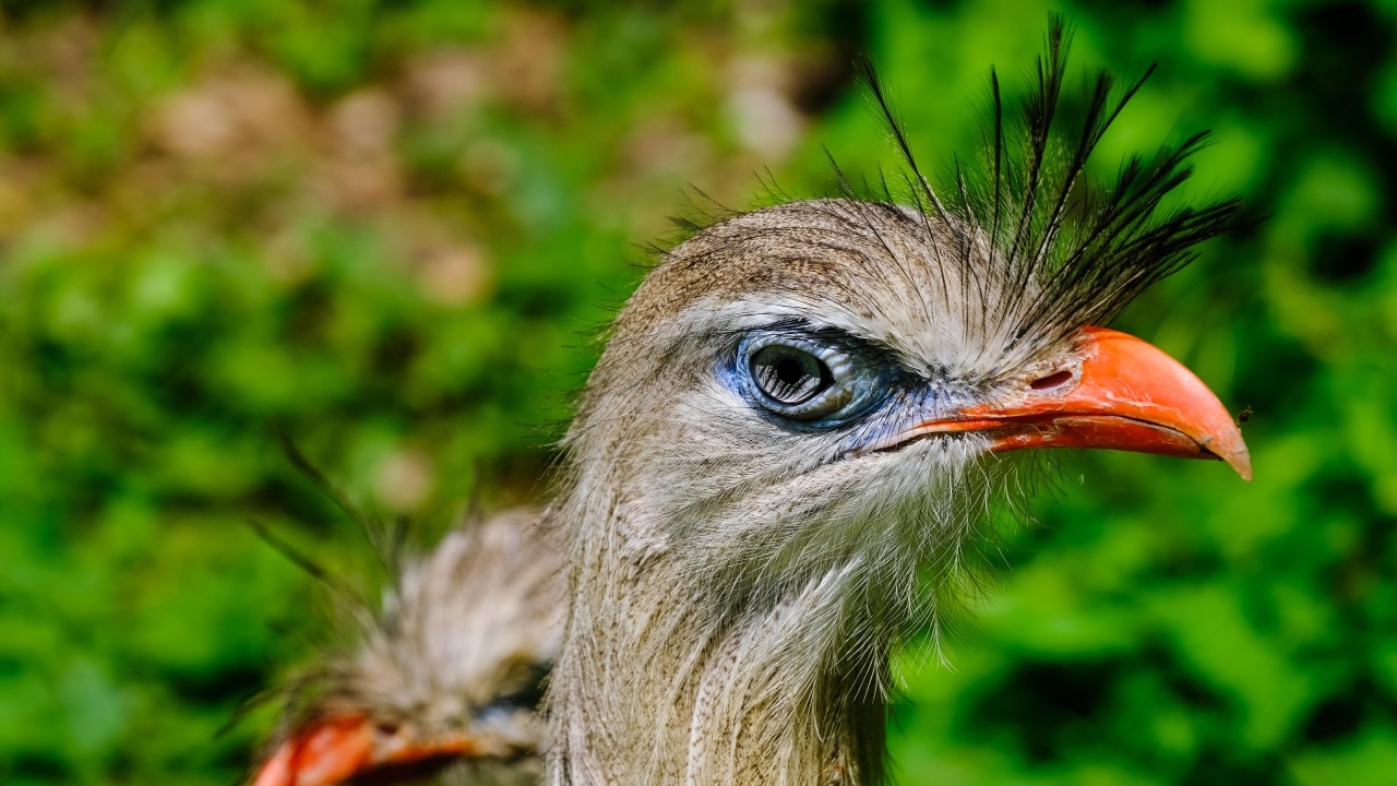 Смешная птица секретарь с острым клювом