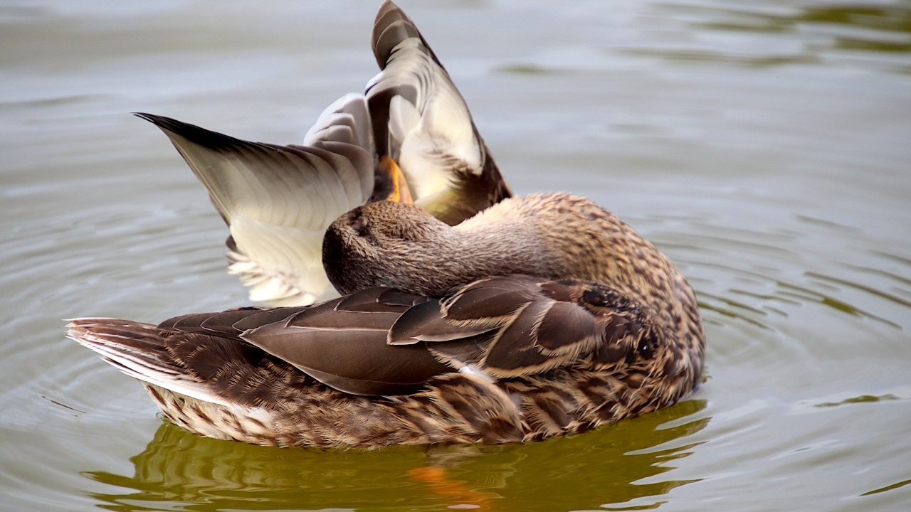 Гусь чистит перья в воде