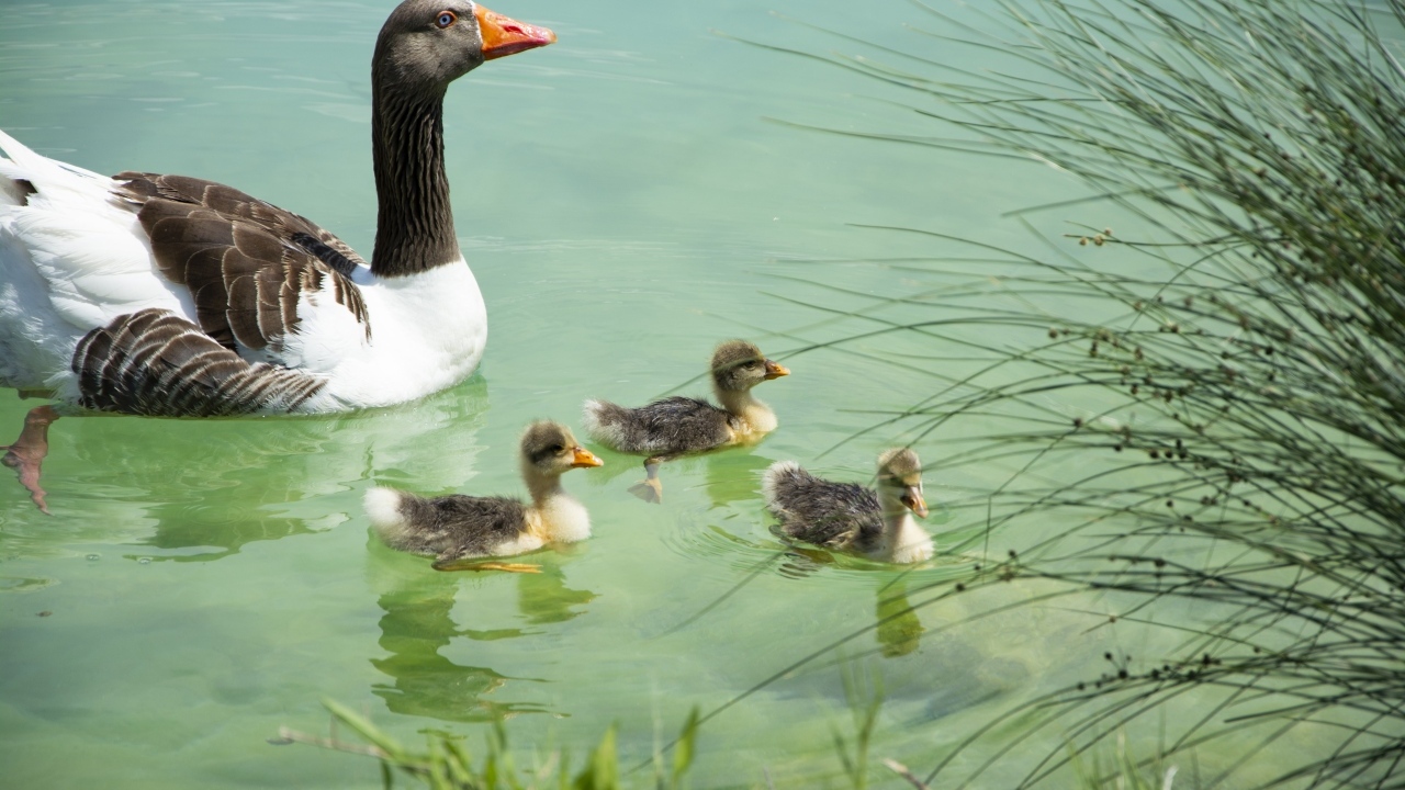 Гусыня с птенцами плавает в воде