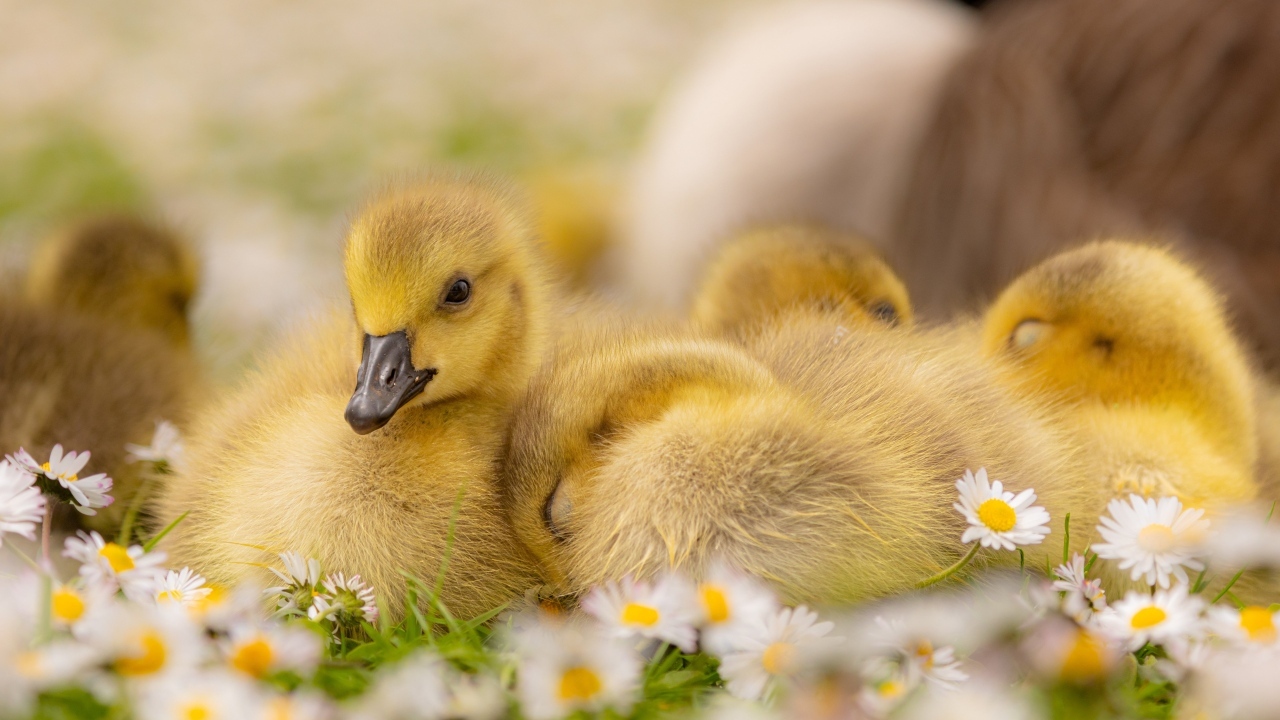 Гусята лежат на цветах маргаритки