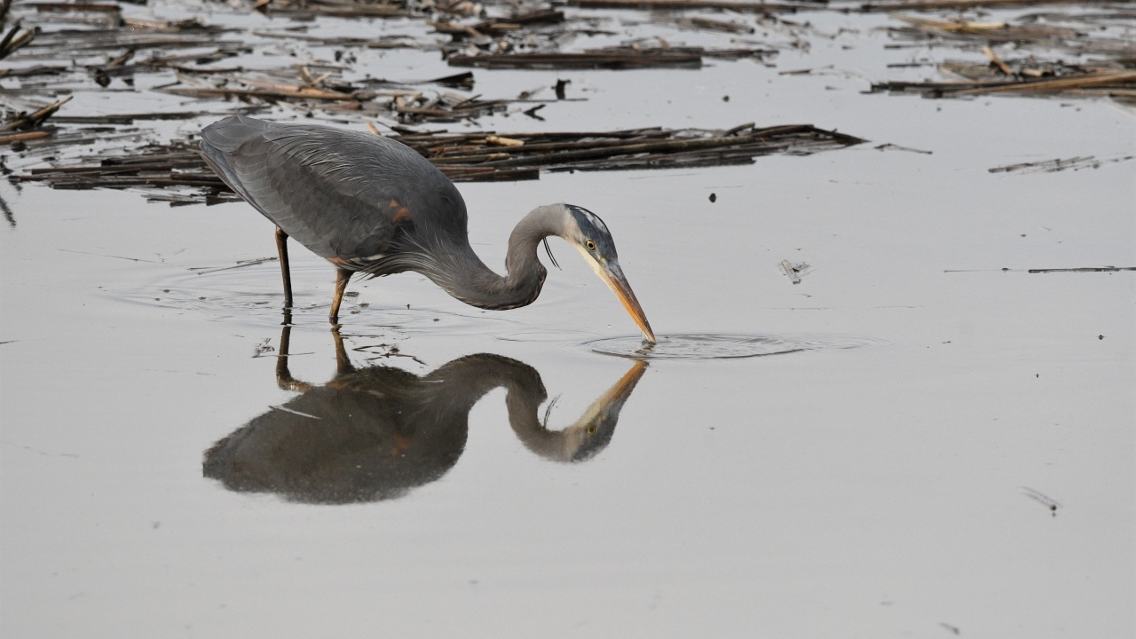Серая цапля охотится в воде