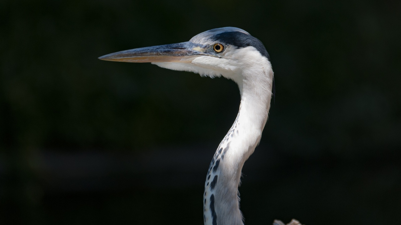 Серая цапля с острым клювом крупным планом