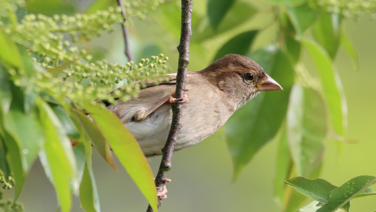 Серая иволга в ветках дерева