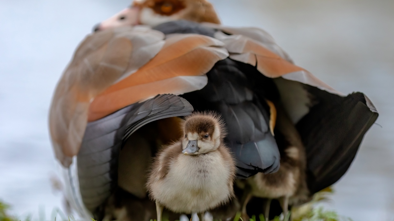 Большой нильский гусь с птенцом