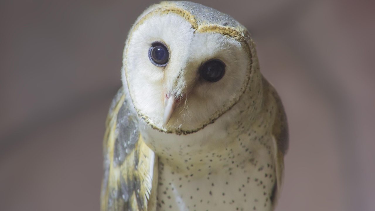 Большая белая сипуха с любопытными глазами