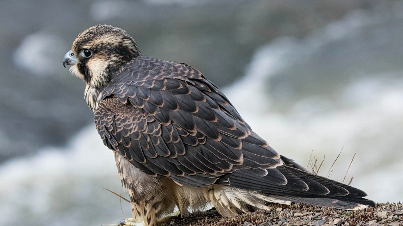 Большой серый сокол готовится к полету