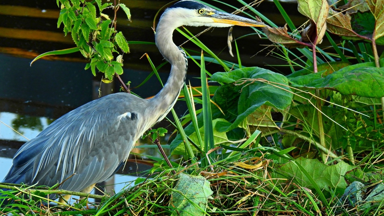 Большая серая цапля в зеленой траве