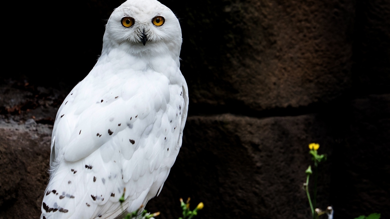 Большая  снежная сова сидит на камне