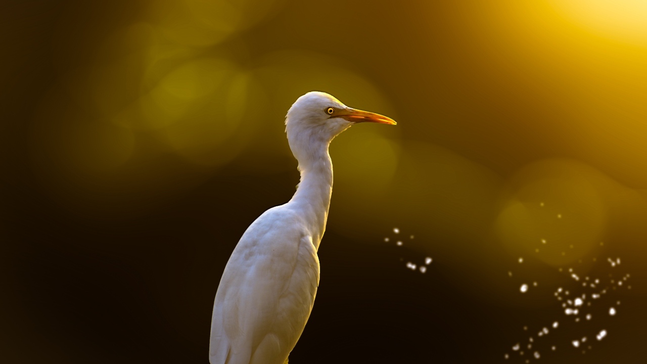 Большая белая цапля крупным планом