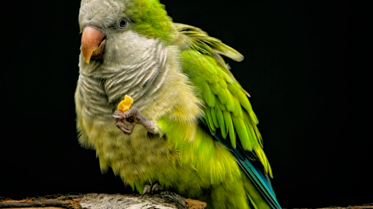 Зеленый попугай сидит на сухой ветке