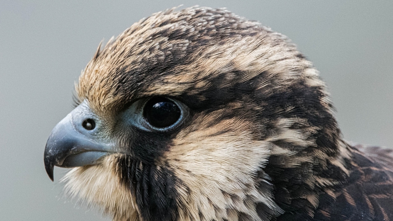 Голова хищного сокола на сером фоне