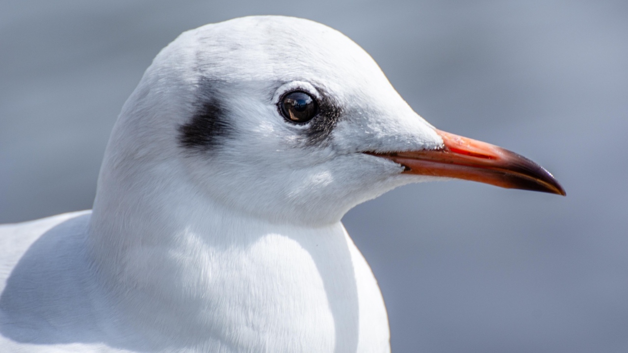 Голова чайки с острым клювом 