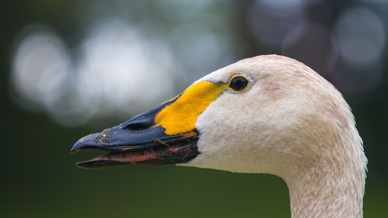 Голова белого лебедя с черным клювом